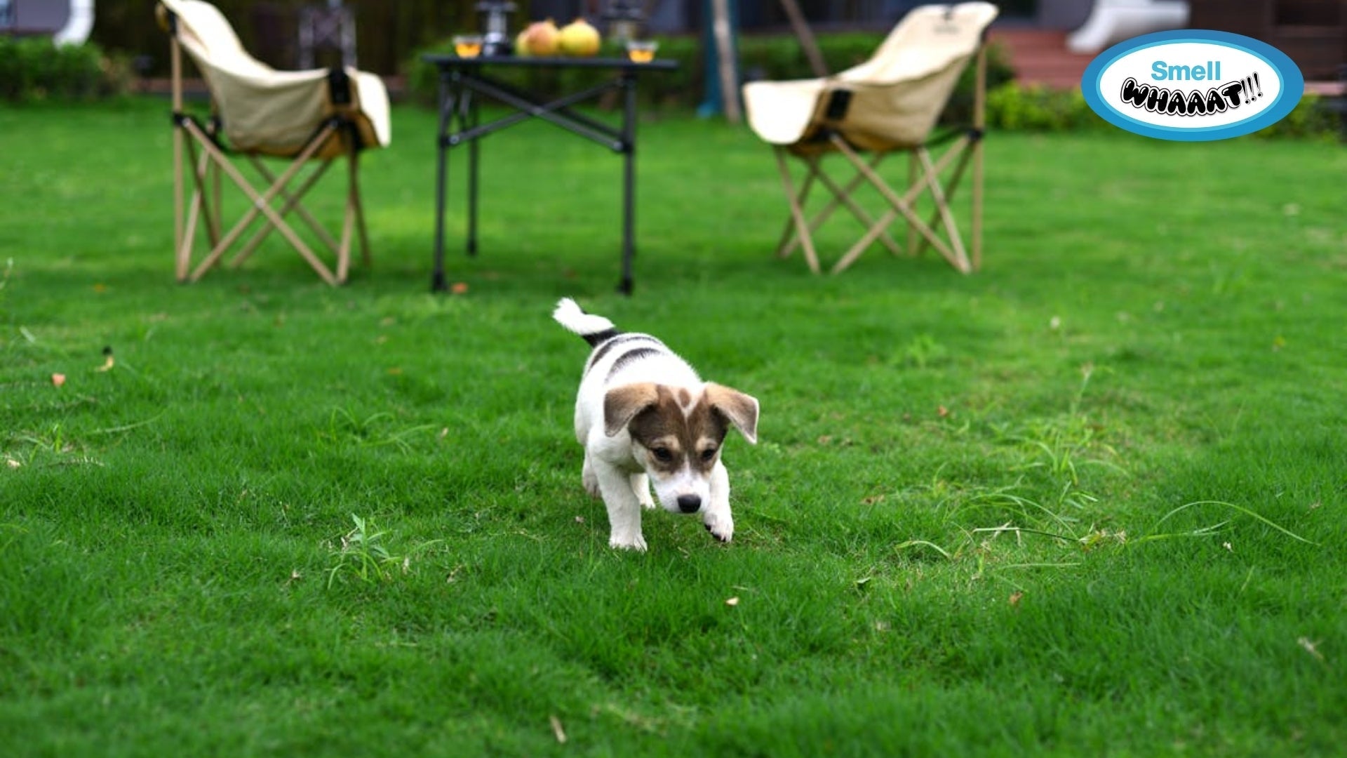 Why Pet Odors Linger Longer in Summer