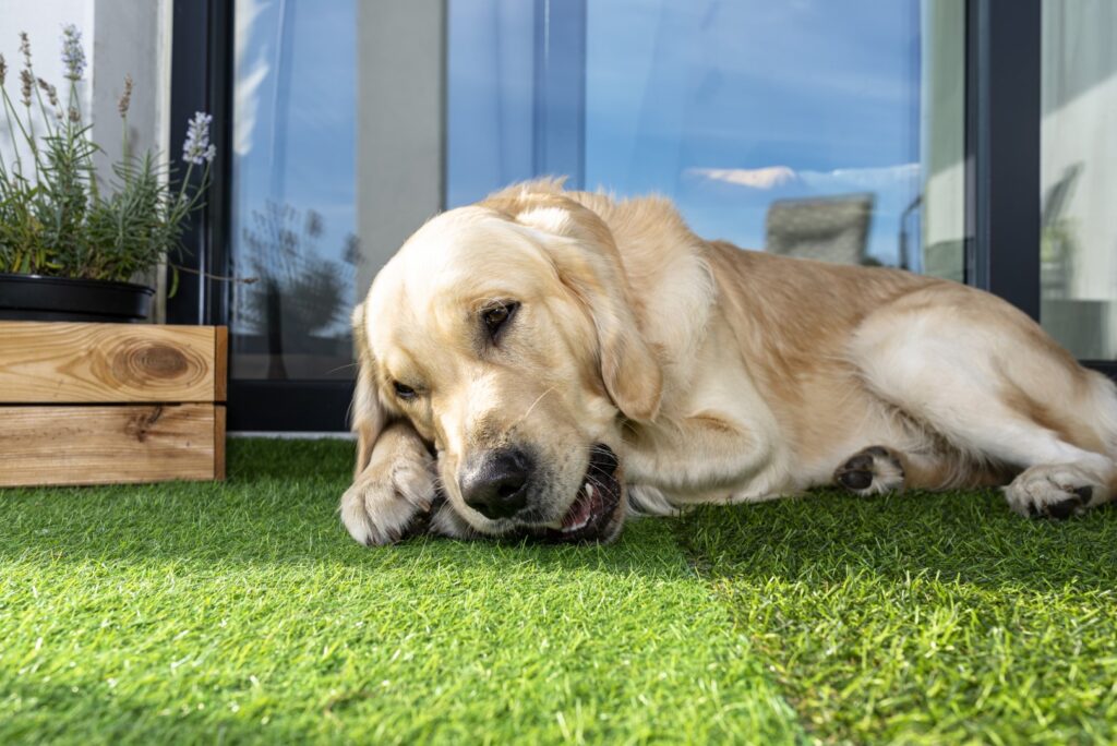 image of dog on artificial turf after using artificial turf cleaner for pet odor
